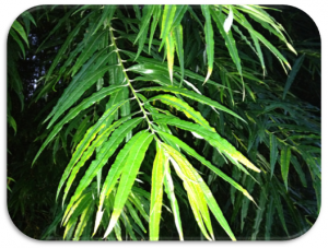 pileplante1