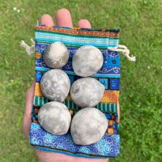 Samling af 6 forstenede søpindsvin Nr. 125