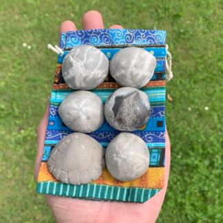 Samling af 6 forstenede søpindsvin Nr. 190