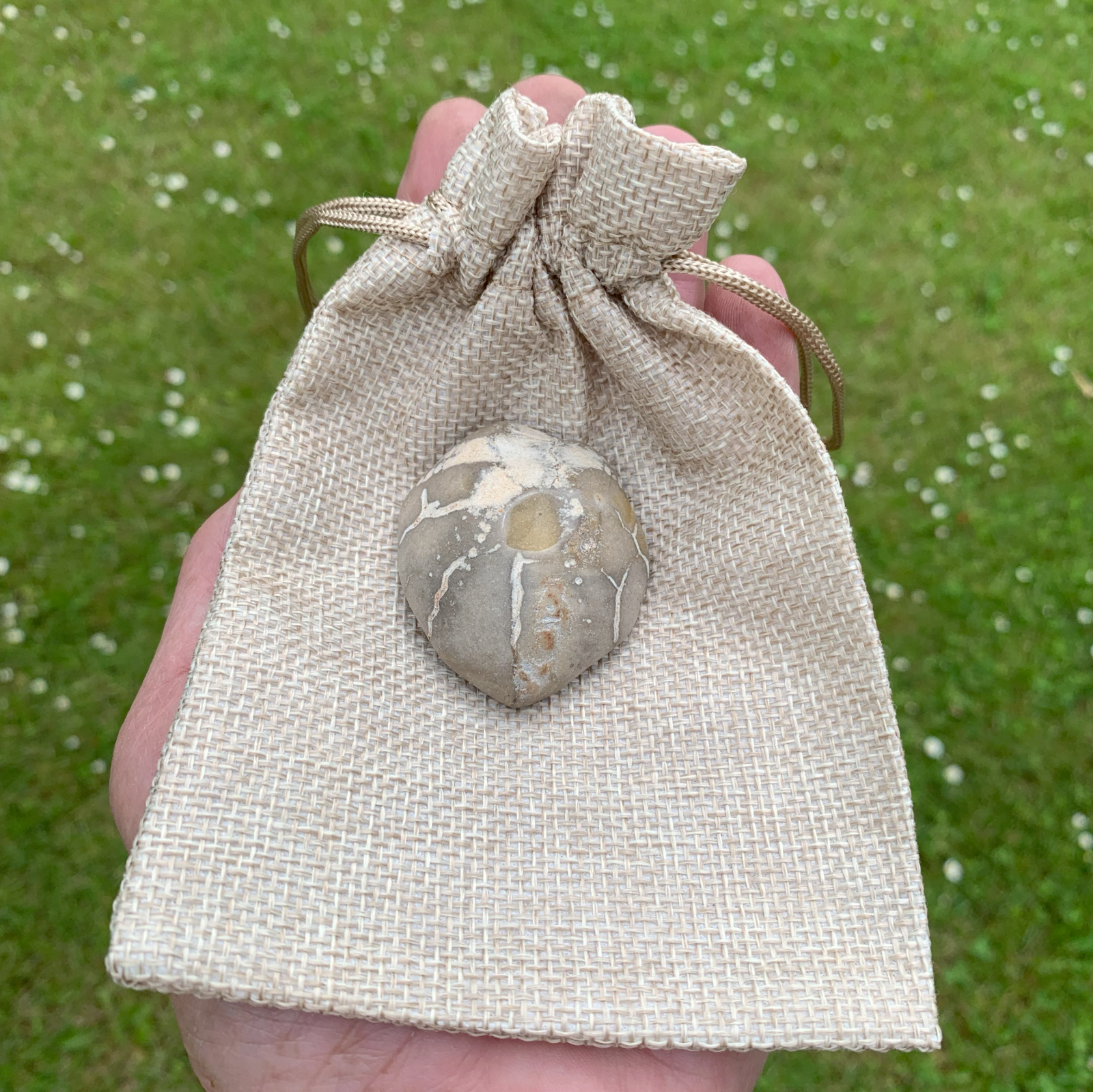 Forstenet søpindsvin Nr. 222