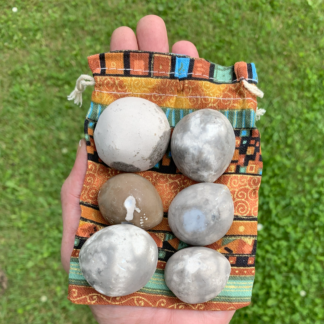 Samling af 6 forstenede søpindsvin Nr. 303